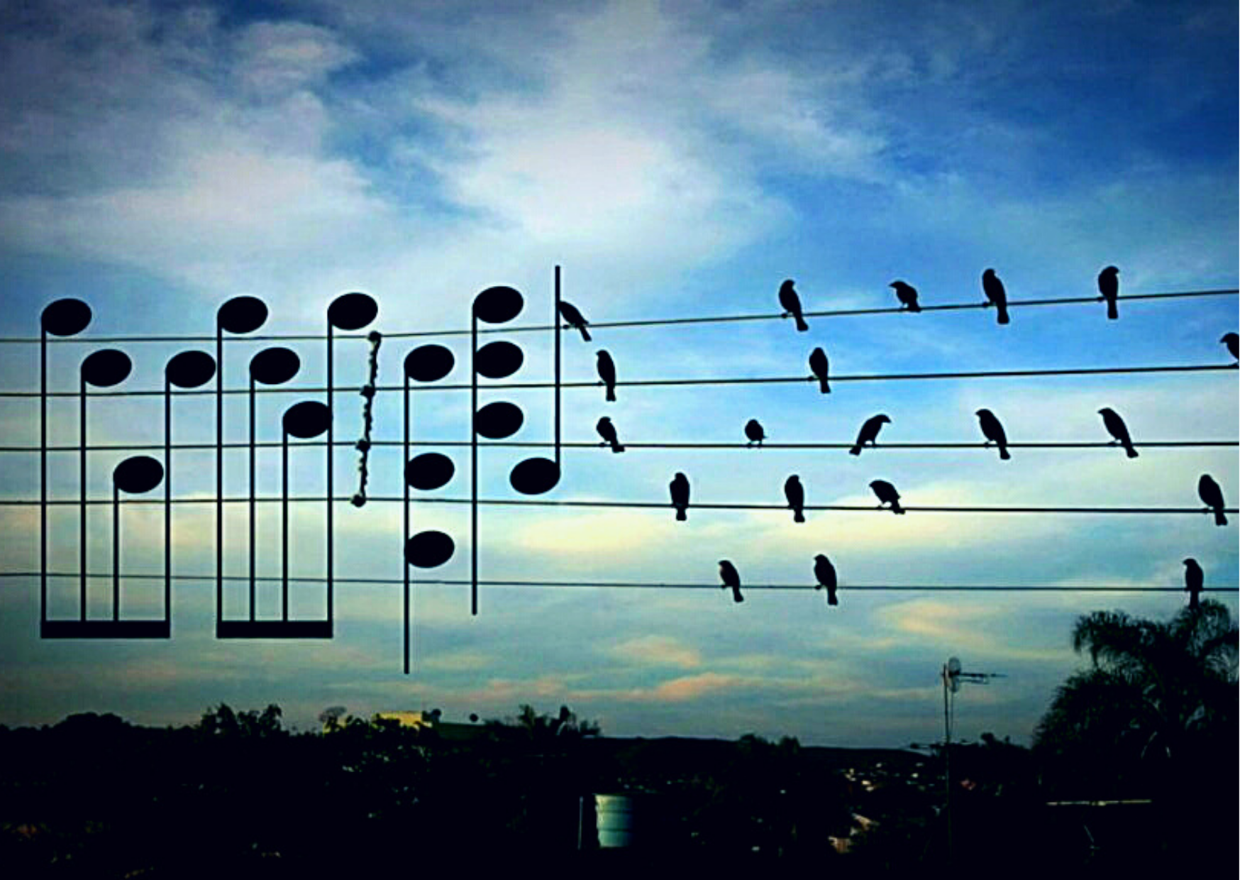 Видео музыка птиц. Птицы на проводах. Ритм в природе. Нотки птички. Ритм из птиц.